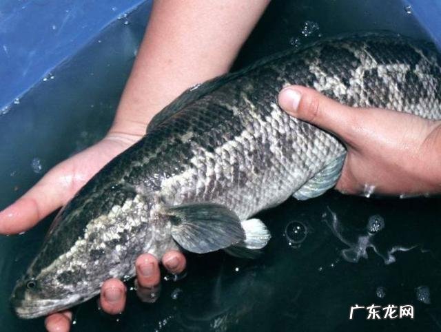 如果在山上挖一个池塘,不放鱼,里面会慢慢有鱼吗