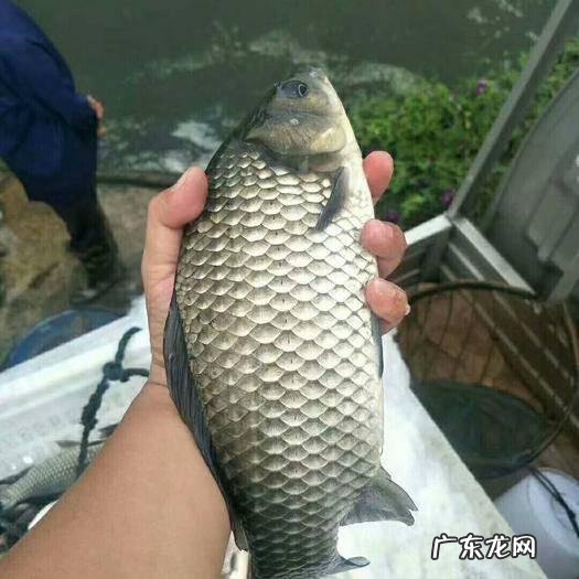 如果在山上挖一个池塘,不放鱼,里面会慢慢有鱼吗