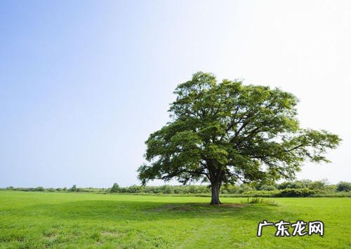 院里种几棵树为宜