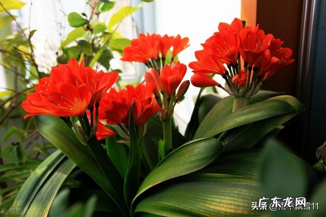 为什么有人一养花就死,有的人花养的很好,到底是什么原因