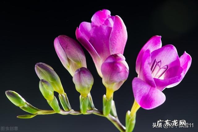 为什么有人一养花就死,有的人花养的很好,到底是什么原因