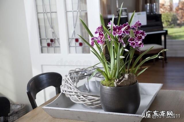 为什么有人一养花就死,有的人花养的很好,到底是什么原因