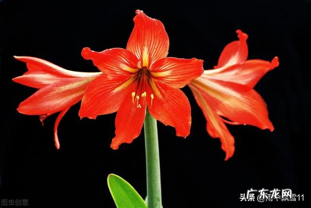 为什么有人一养花就死,有的人花养的很好,到底是什么原因