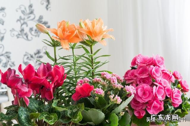 为什么有人一养花就死,有的人花养的很好,到底是什么原因