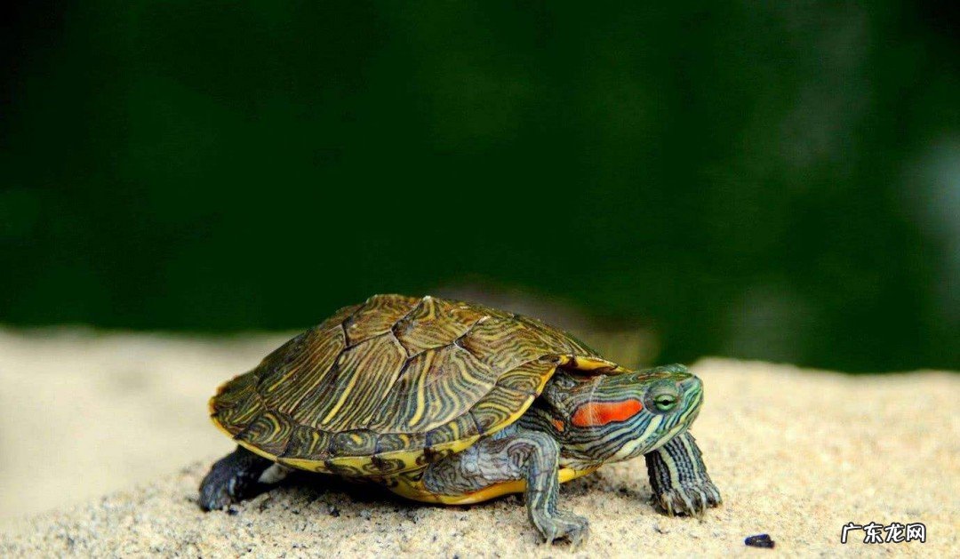 两栖动物有哪些