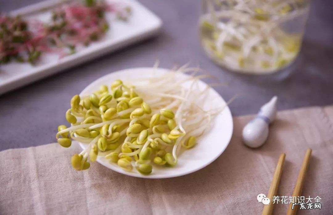在家怎么发绿豆芽窍门