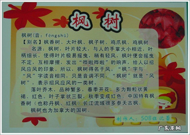 三年级植物记录卡怎么写