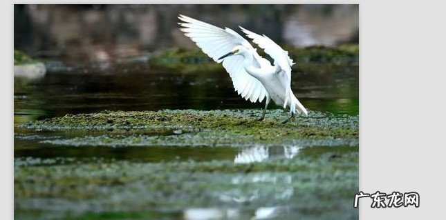 白鹭的文章中心是什么