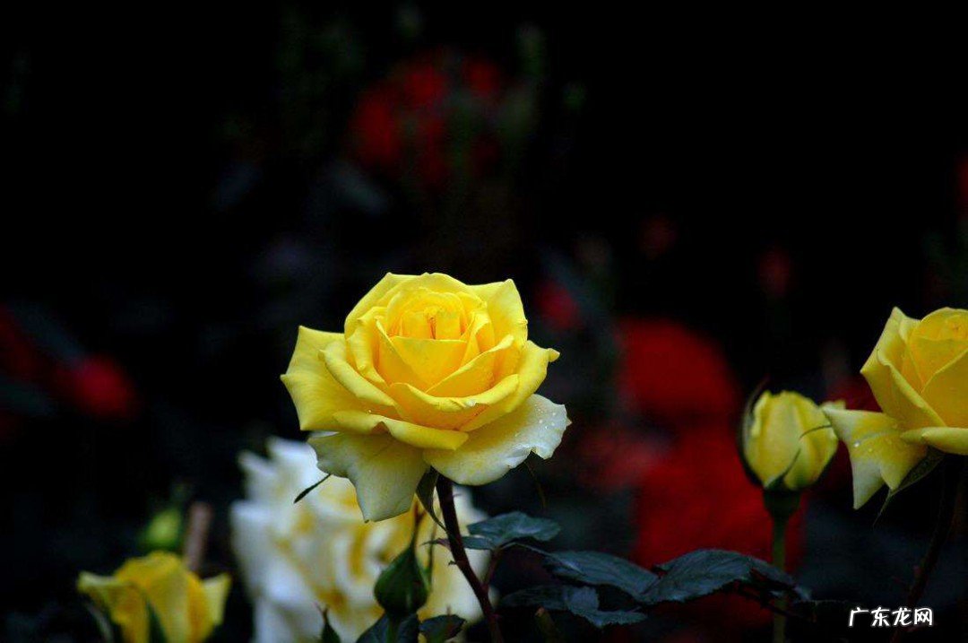 黄玫瑰的含义