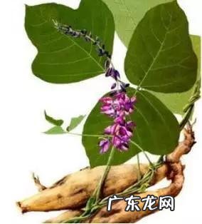 可以治痛风的全部中药 治痛风的五味中药