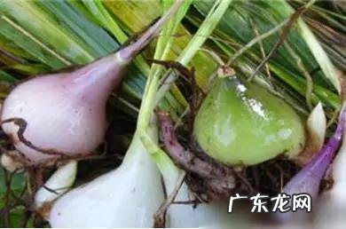 可以治痛风的全部中药 治痛风的五味中药