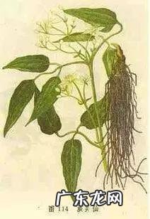 可以治痛风的全部中药 治痛风的五味中药