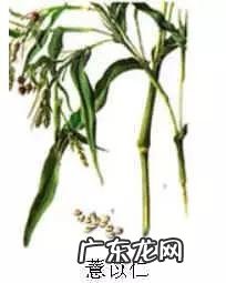 可以治痛风的全部中药 治痛风的五味中药