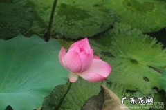 一枝独秀不是春,下一句是什么?