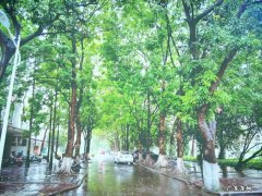 下雨后好多飞虫怎么处理