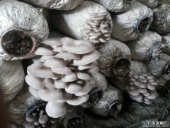 白蘑菇的搭配禁忌