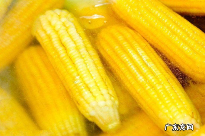 玉米冷水下锅要煮多久