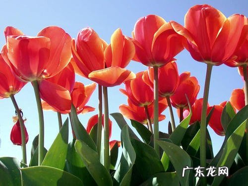 郁金香象征着什么人