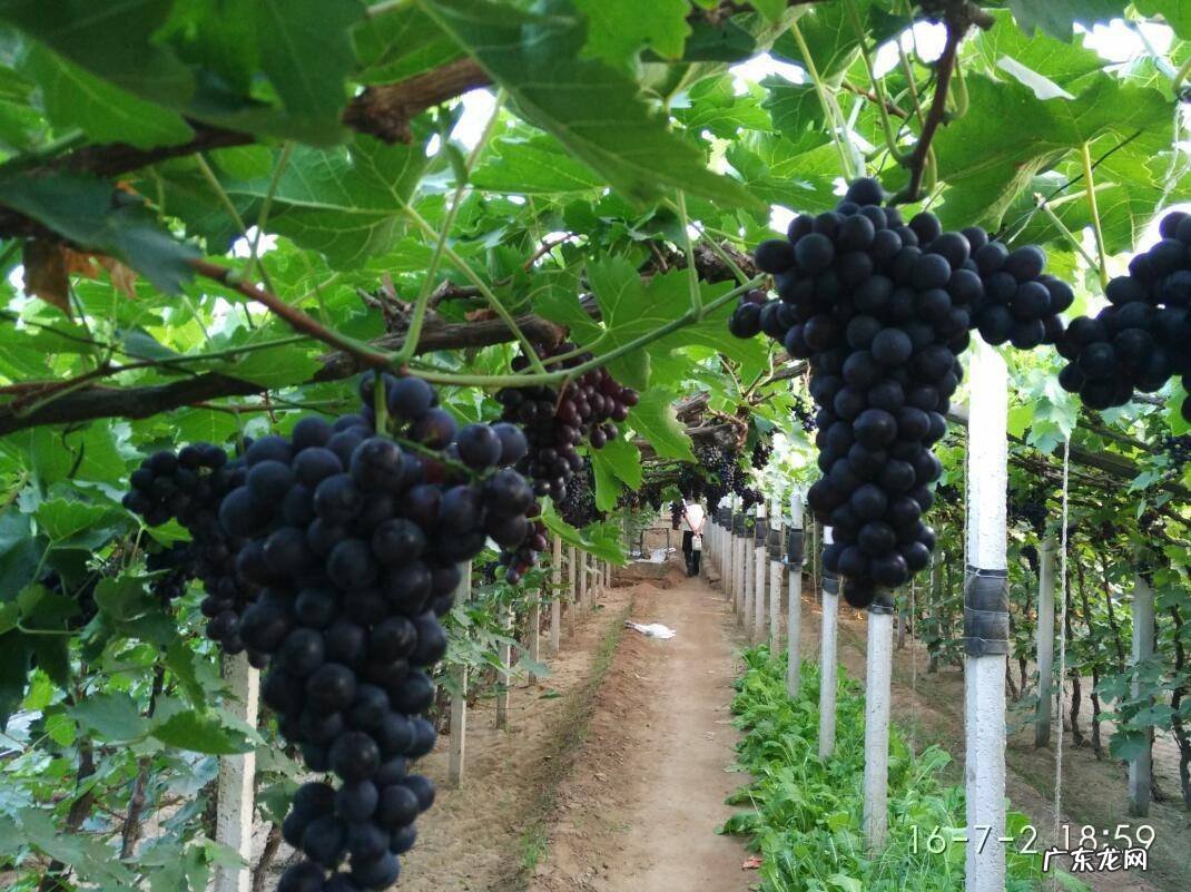 中国种植葡萄始于