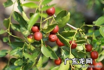 野酸枣的功效是什么?