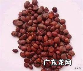 野酸枣的功效是什么?