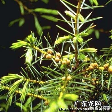 据说《国家宝藏》展出的葡萄花鸟纹银香囊是杨贵妃同款，为什么唐代时香囊这么流行，当时的香囊里都装着什么？