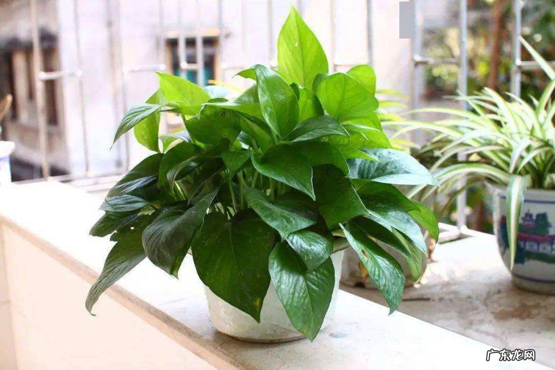 水养绿萝怎么养才能更旺盛