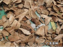 算盘子根的功效与作用