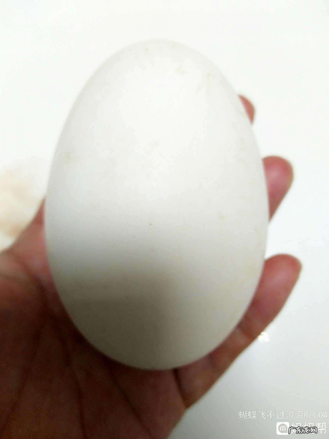 怀孕几个月吃鹅蛋最佳