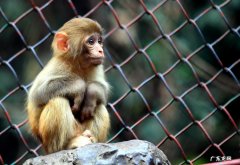 猴子吃什么食物