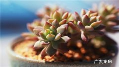 多肉植物的简单养护