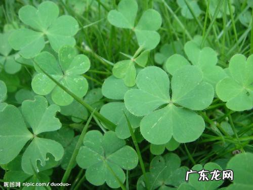 三叶草的花语寓意