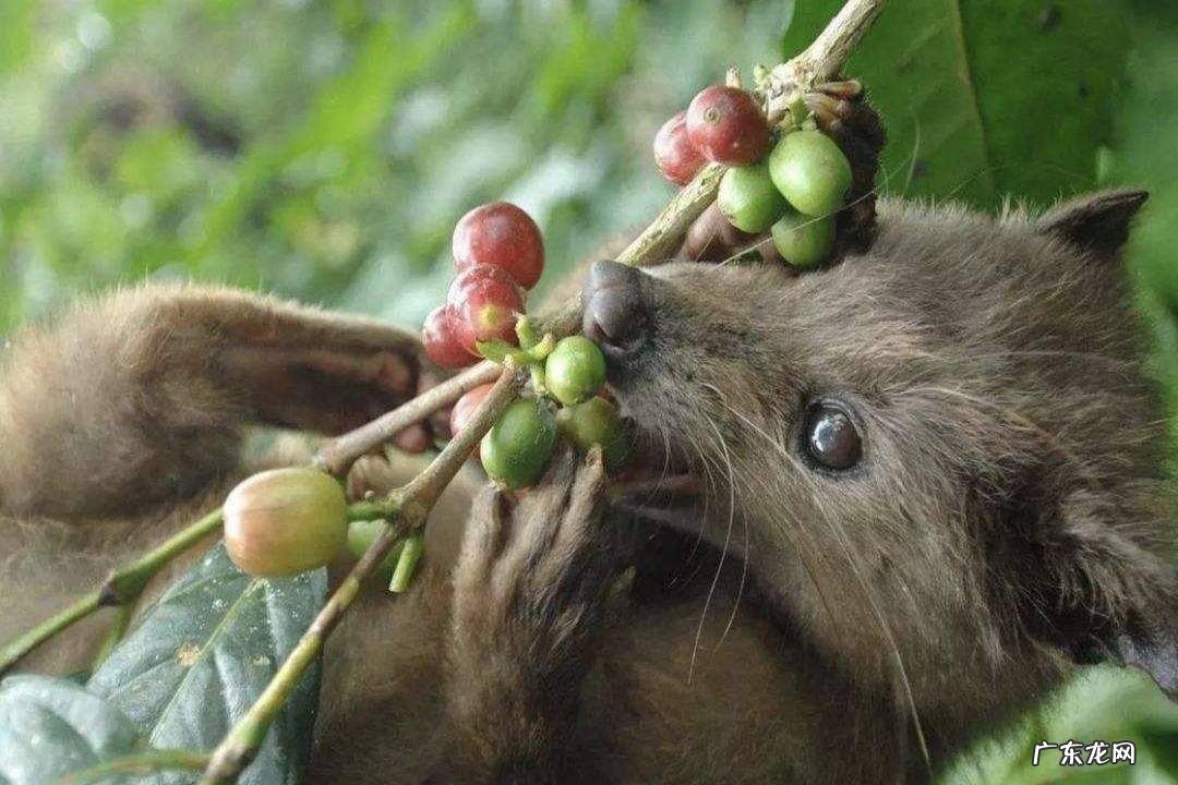 蝙蝠吃什么东西