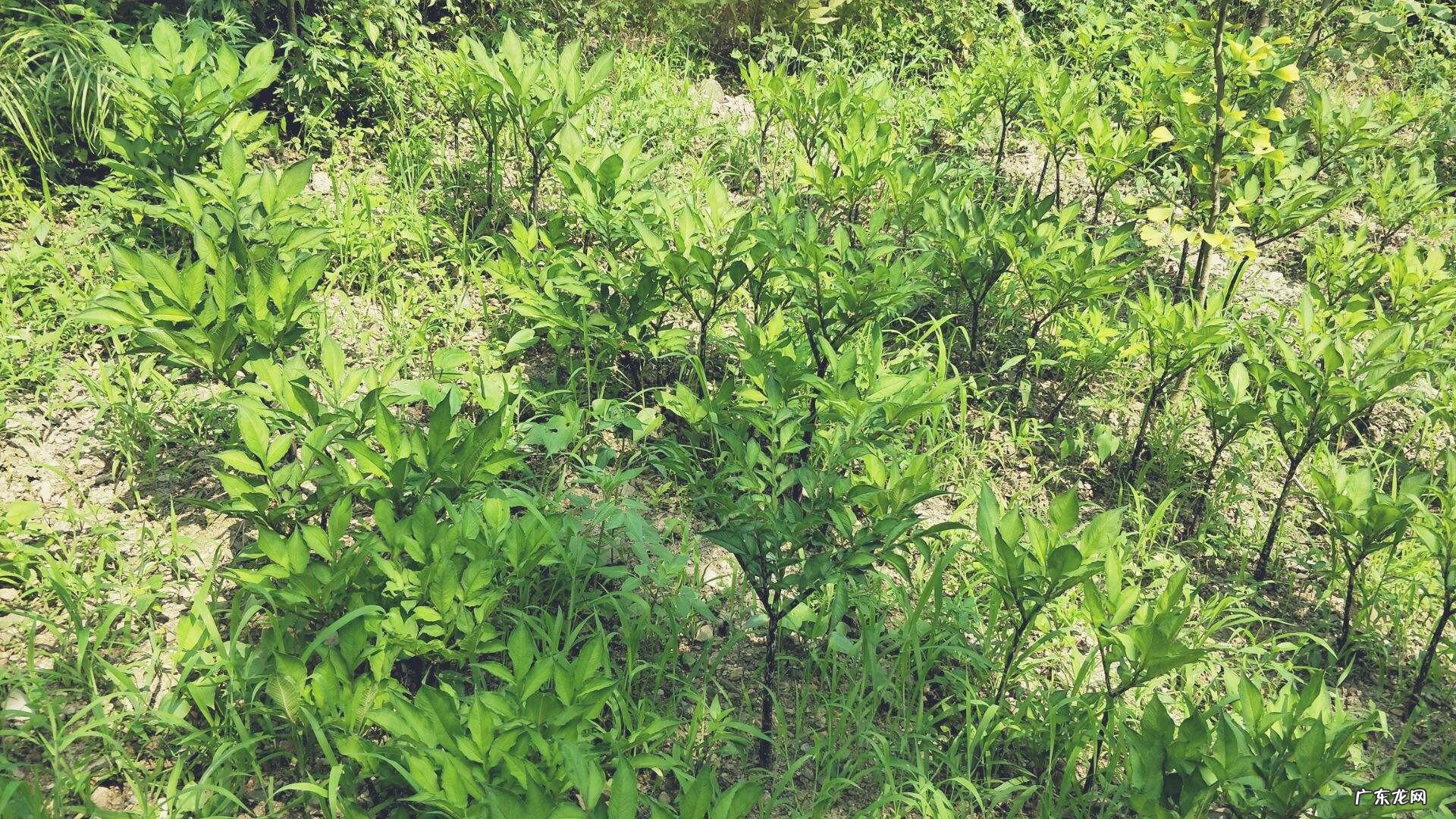 大魔芋的种植技术