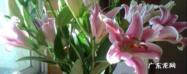 百合花象征什么