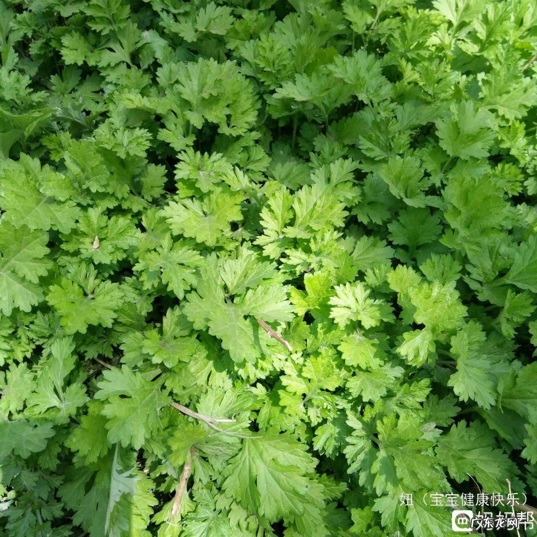 艾草长虫了怎么处理