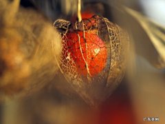 挂公司是什么意思网络用语