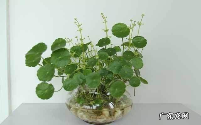 水养植物怎么养才茂盛