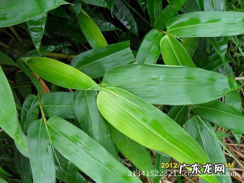 粽叶是什么叶子