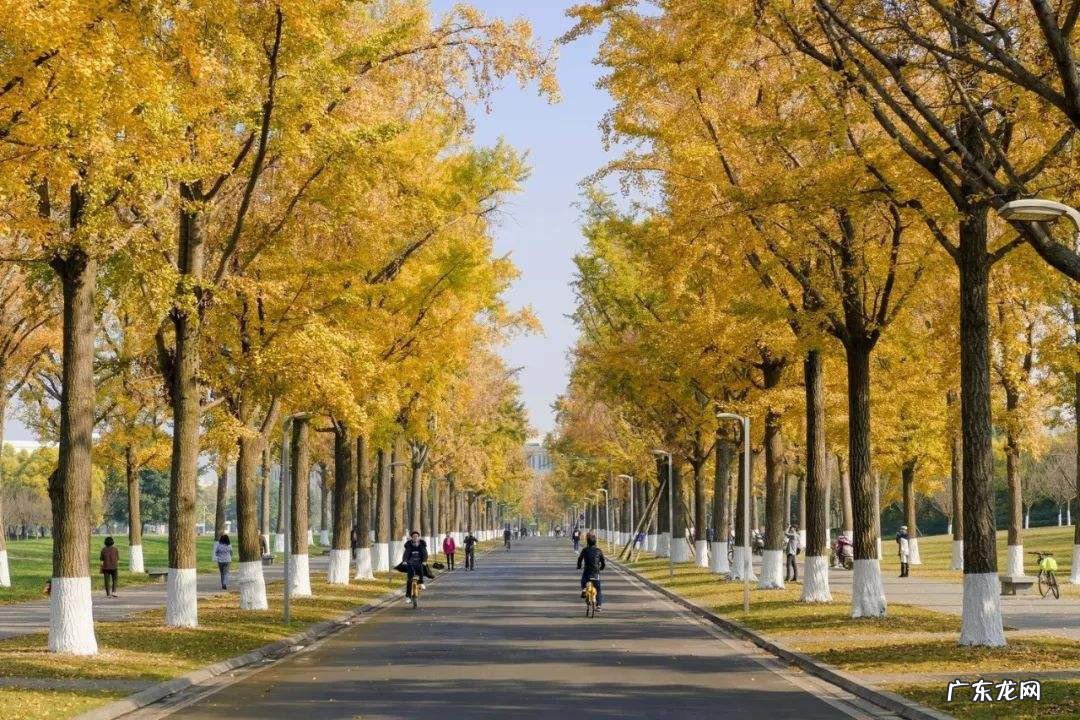 银杏是不是银杏树