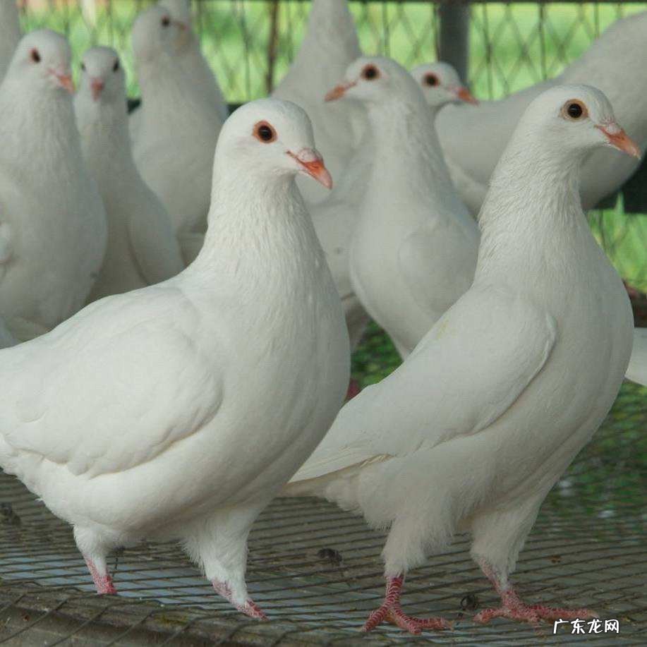 鸽子养殖方法要点