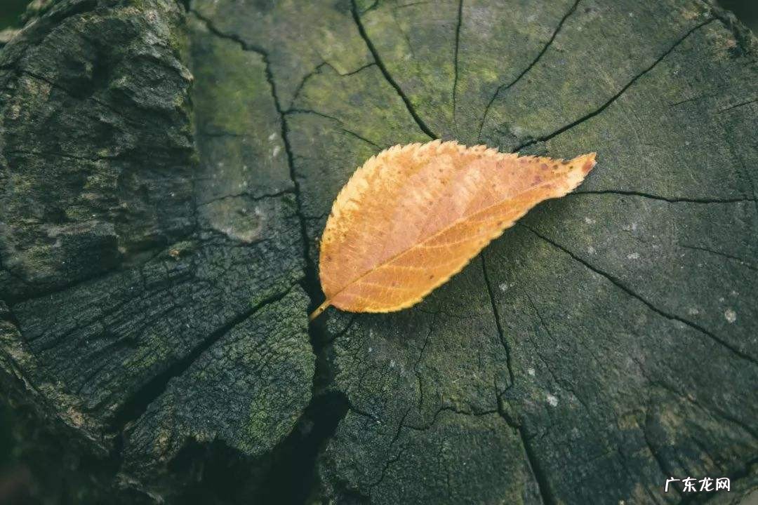 每天一句简单晚安