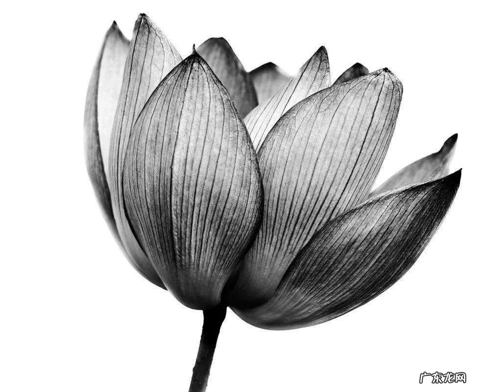 黑莲花是什么意思