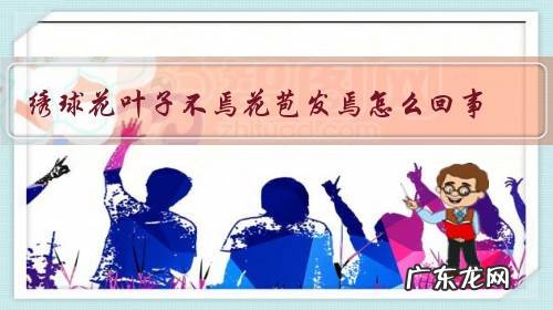 绣球花叶子不焉花苞发焉怎么回事?