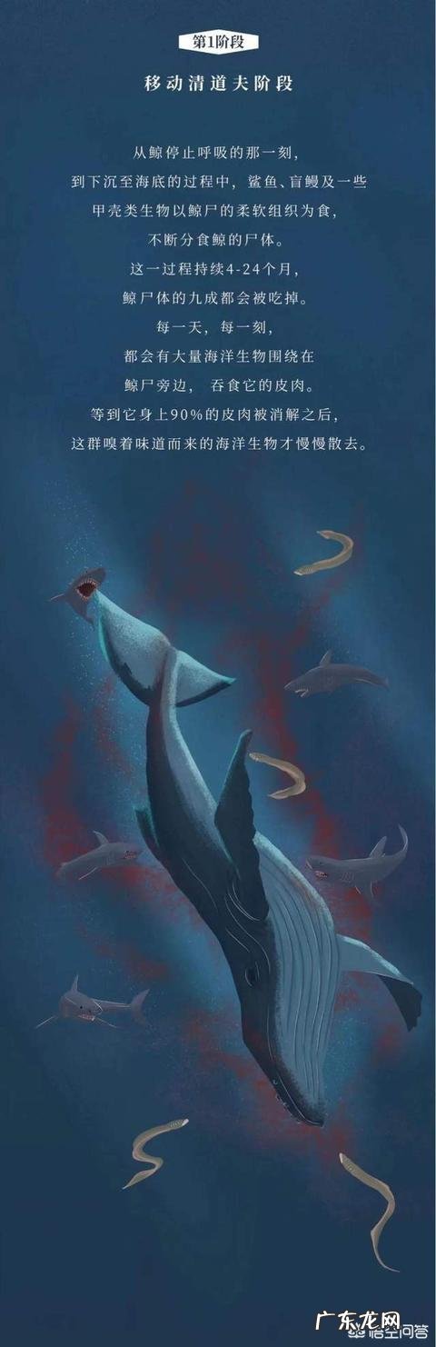 手表钻数是什么,手表钻数什么意思