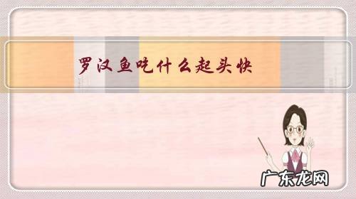 罗汉吃什么鱼料起头快 罗汉鱼吃什么起头快?