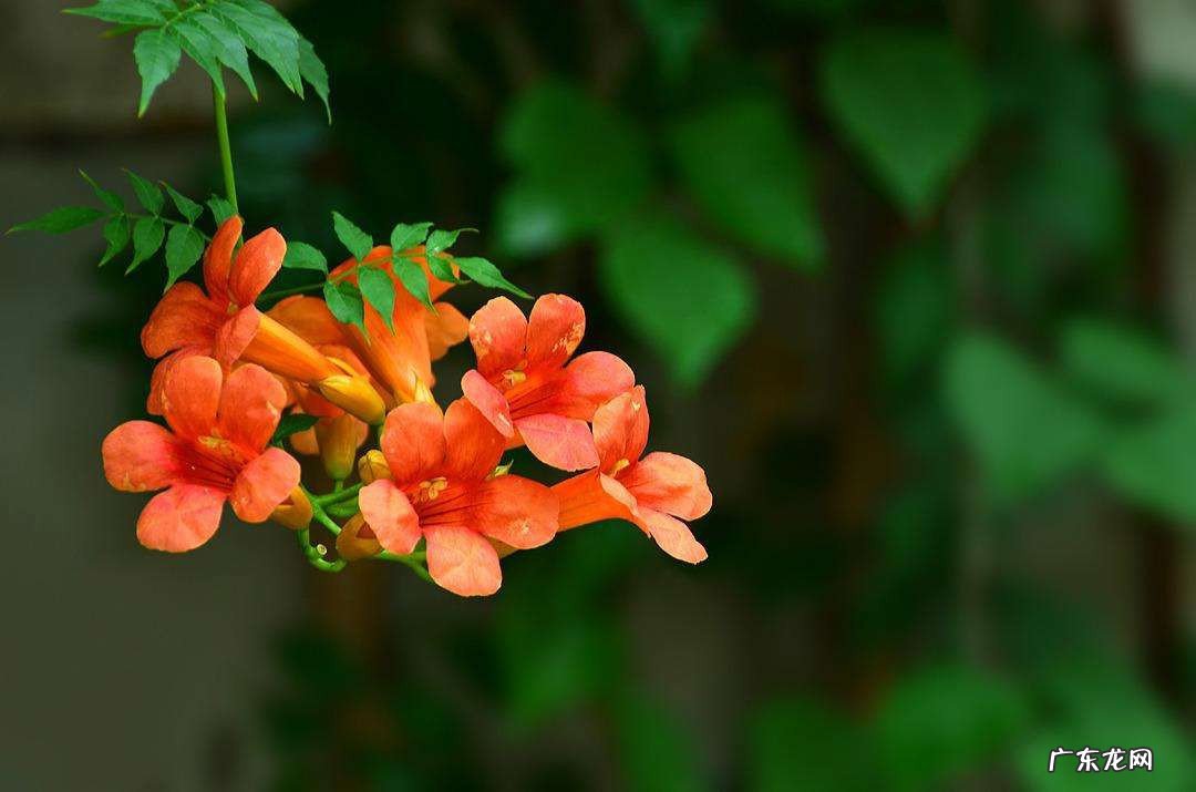 凌霄花养在家里吉利吗