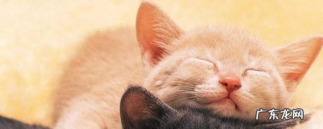 猫死了怎么埋葬?