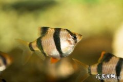 小虎皮鱼是不是不好养活呢应该如何养