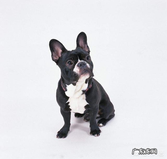 宠物法国斗牛犬现在值得入手一只吗?